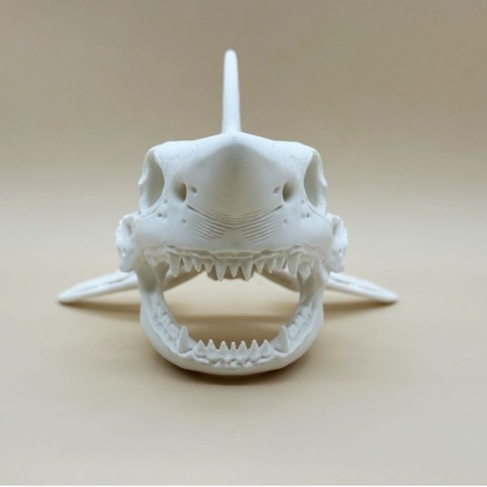 3D Printing Shark Skull Skelet - Aquarium Fish Shark 评论和价格