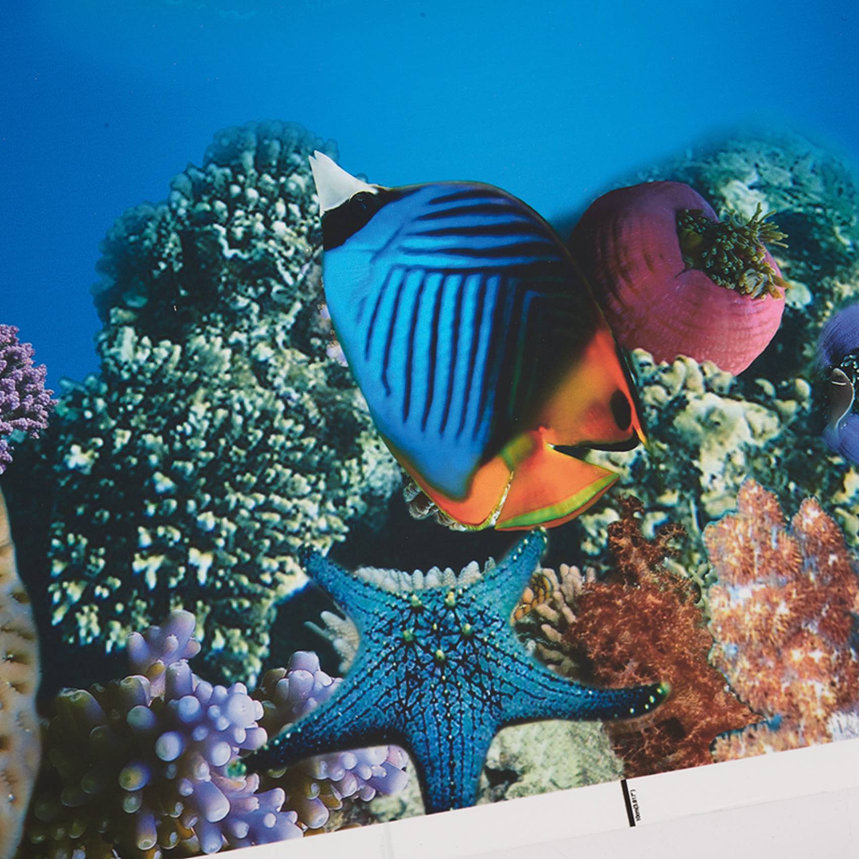 A77I Aquarium Background Paper - Fish In Aquarium Picture 评论和价格