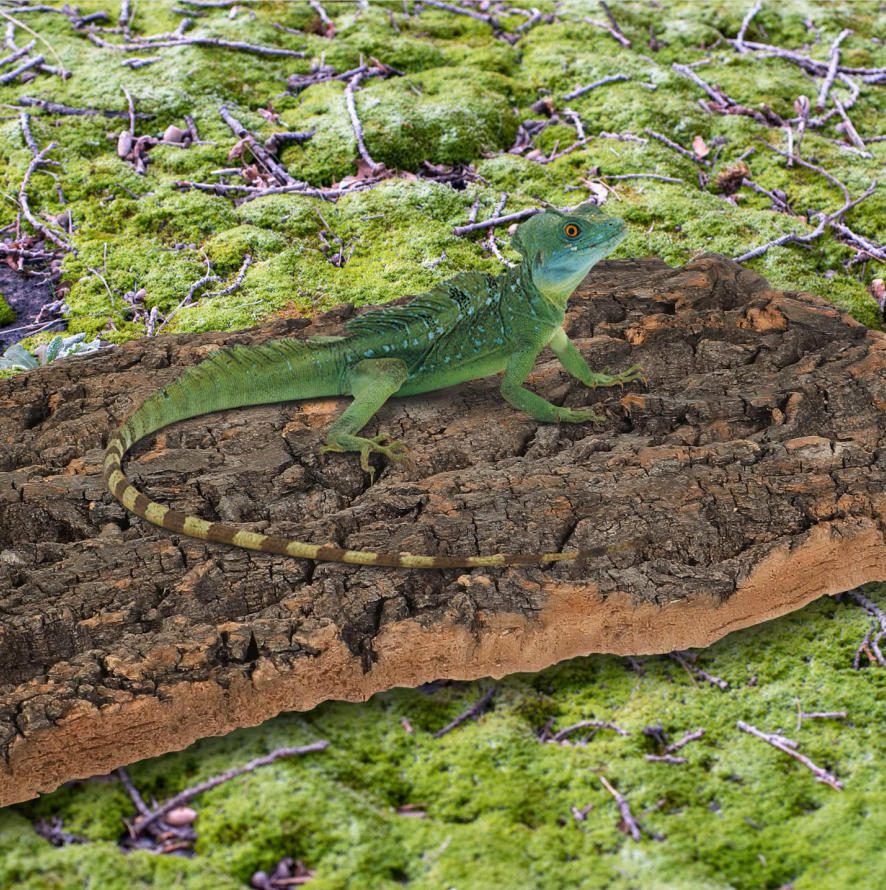1pc Cork Bark Reptile Climbing - Aquarium Fish Dragon 评论和价格