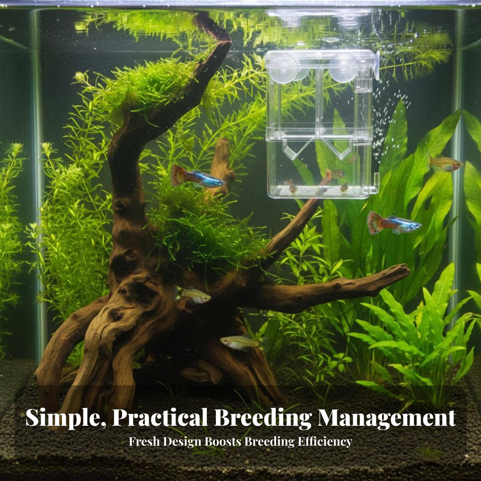 Double Layer Aquarium Breeding - Aquarium Fish In 评论和价格