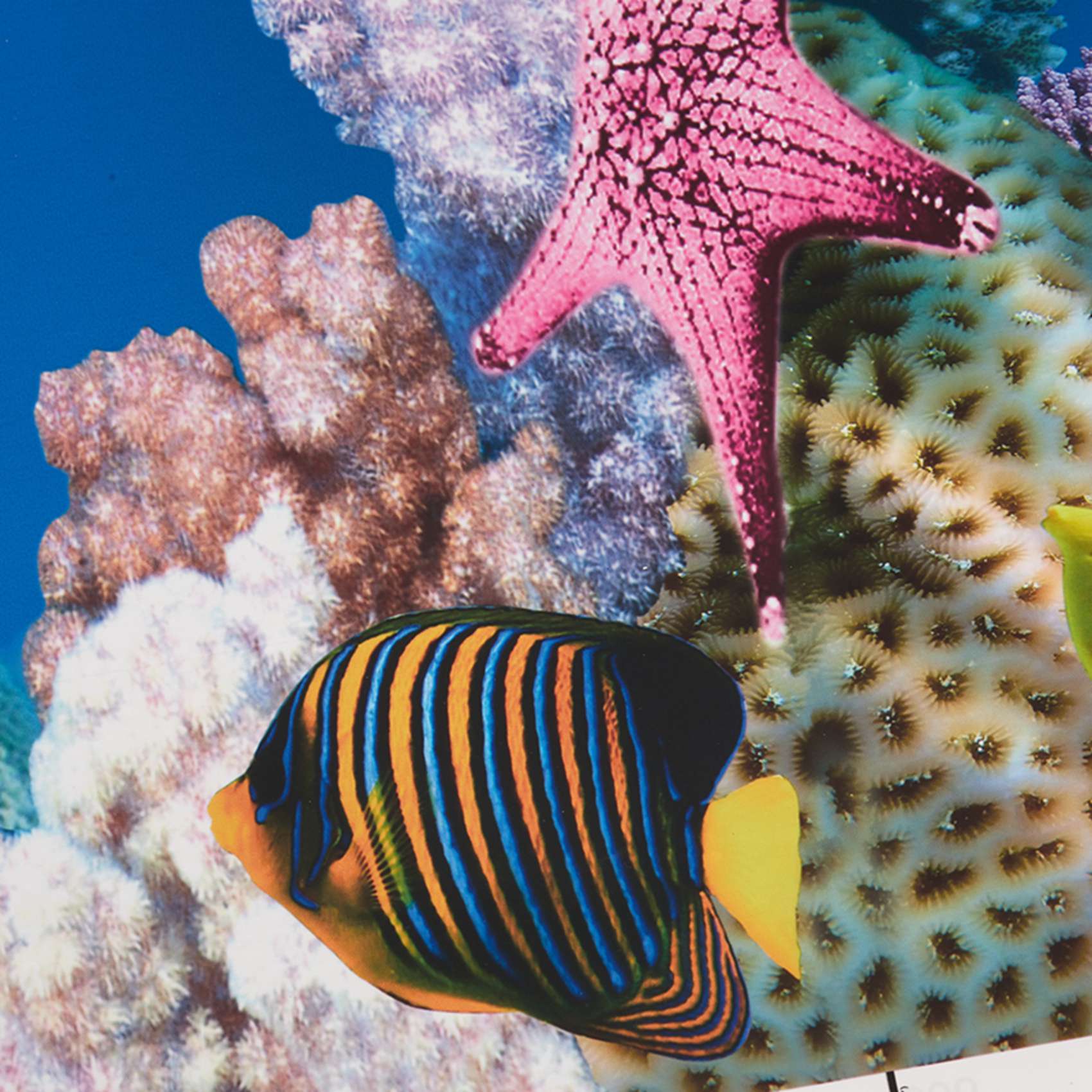 BAAU Aquarium Background Paper - Fish In Aquarium Picture 评论和价格