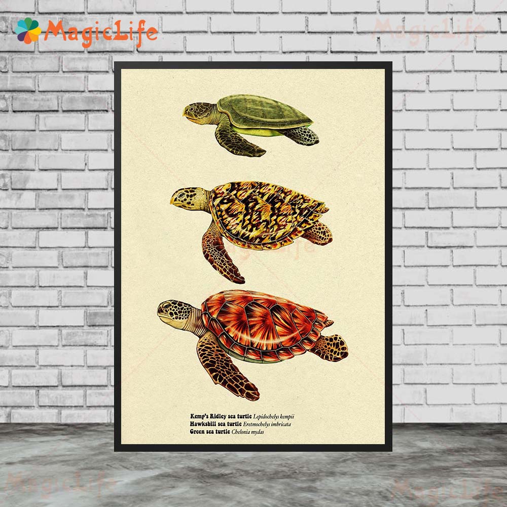 Vintage Sea Fish Tortoise Shar - Fish In Aquarium Picture 评论和价格