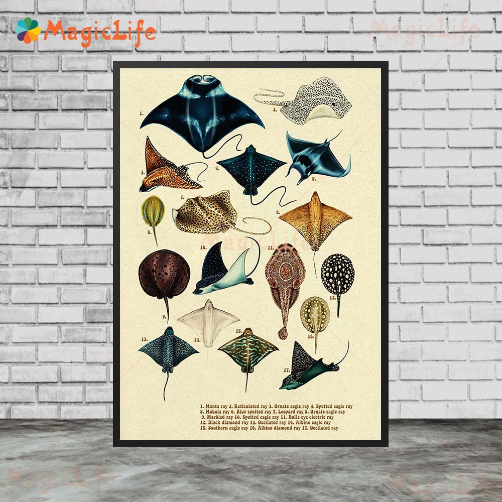 Vintage Sea Fish Tortoise Shar - Fish In Aquarium Picture 评论和价格